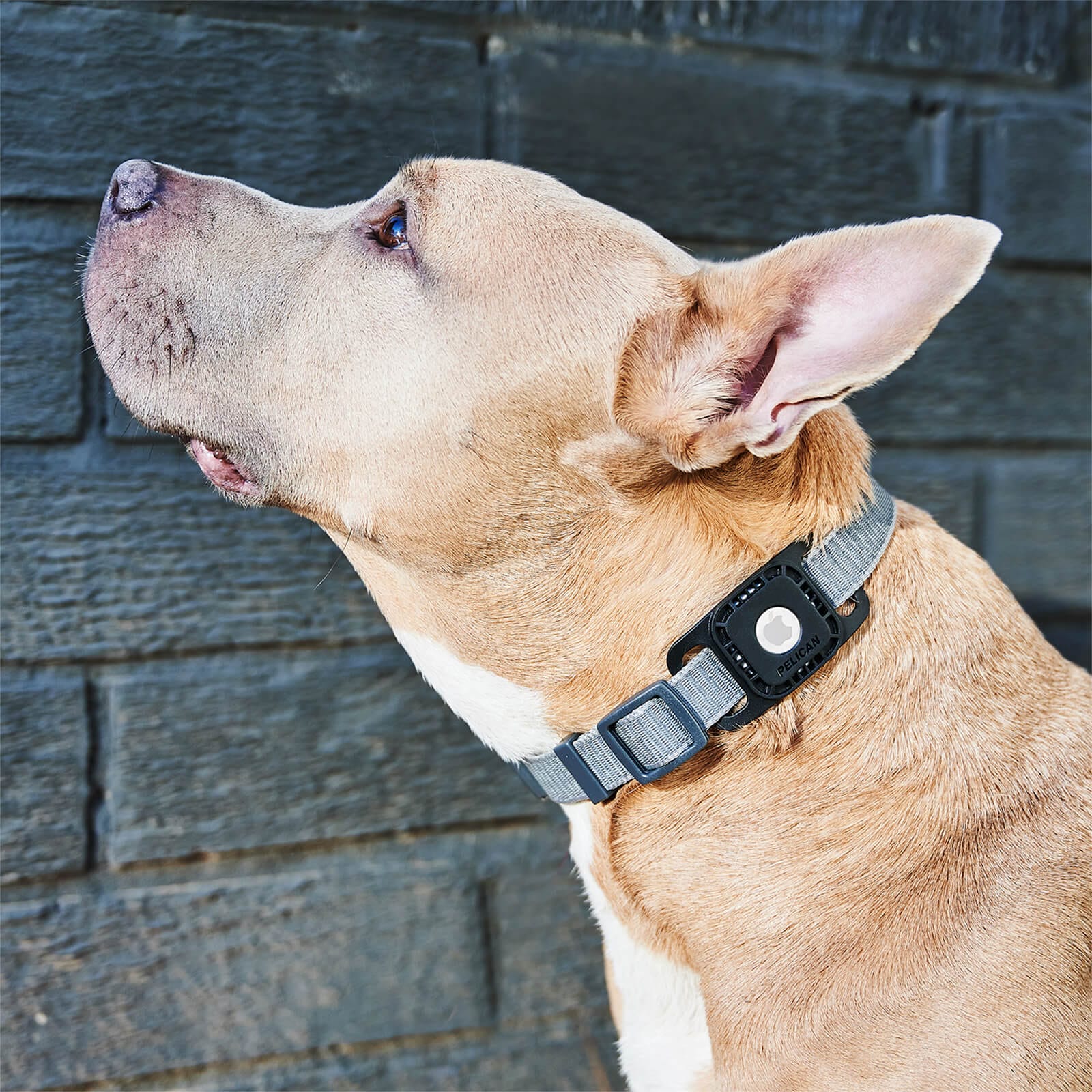 Pelican Protector AirTag Case for Dog Collar (Black) - AirTag Case - Image 4